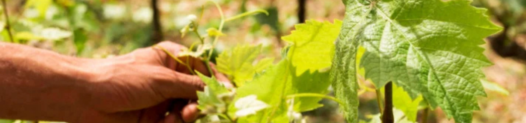 Vins Bio et Nature de Bordeaux | Rives et Vins