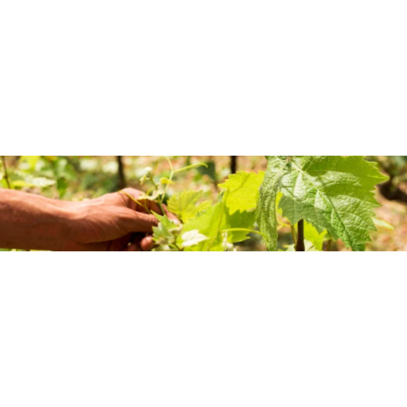 Vin Bio Bordeaux : Choix bio, nature, engagé | Rives et Vins