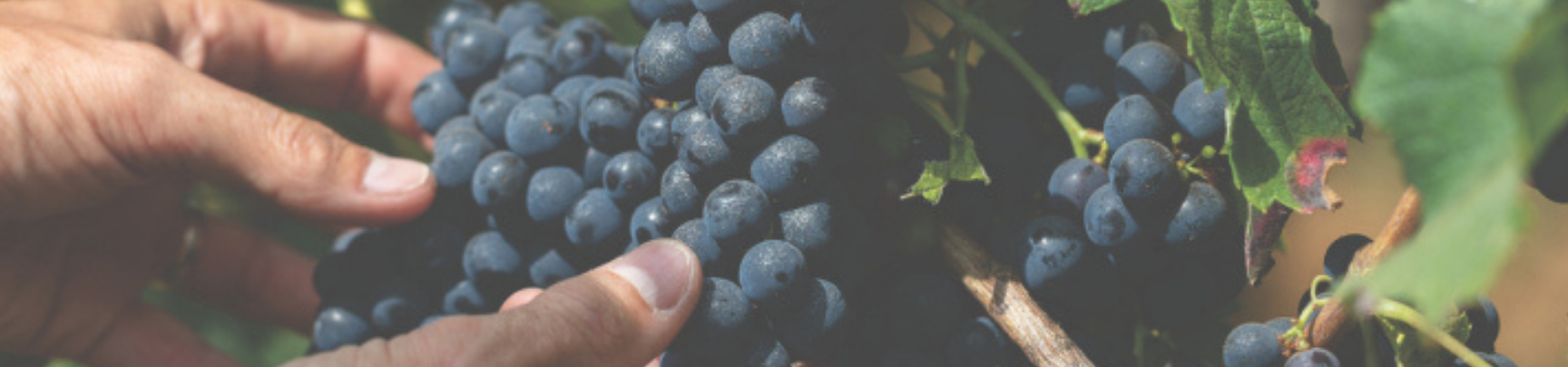 Vins Rouges de Bordeaux | Vin rouge en ligne | Rives et Vins