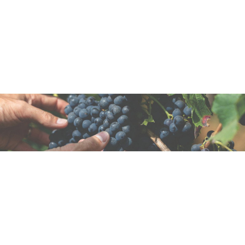 Vins Rouges de Bordeaux | Vin rouge en ligne | Rives et Vins