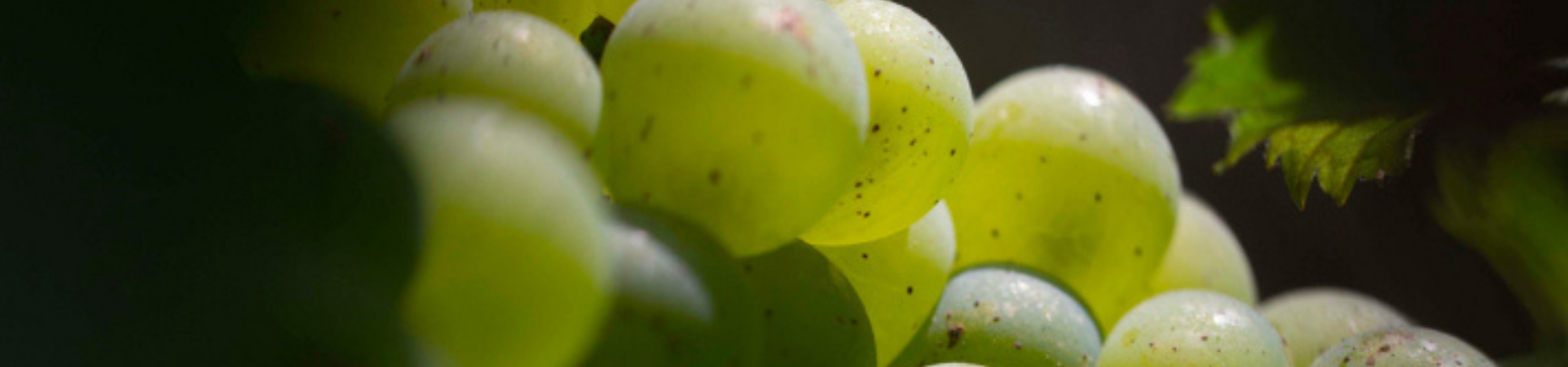 Vins Blanc de Bordeaux | Vin blanc en ligne | Rives et Vins