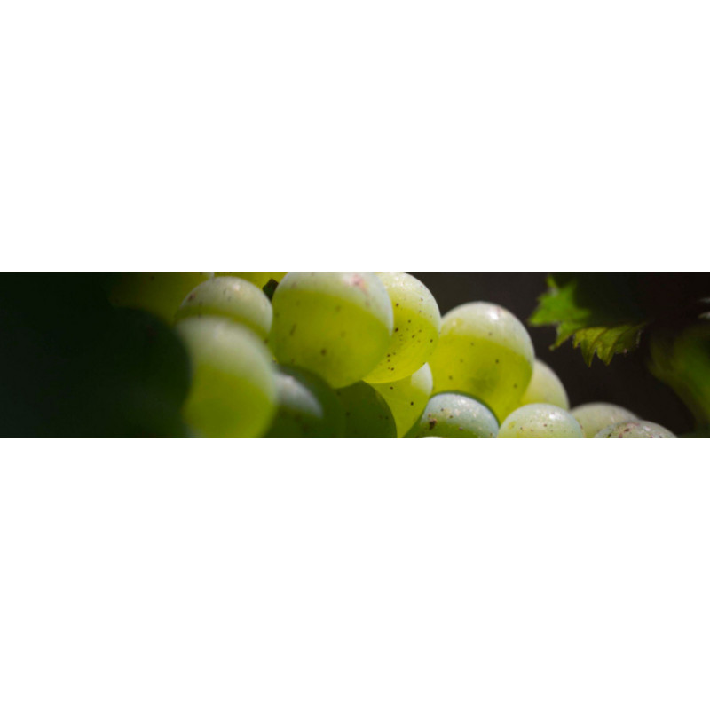 Vins Blanc de Bordeaux | Vin blanc en ligne | Rives et Vins