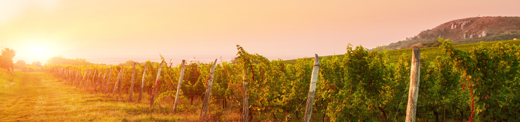 Notre sélection estivale de Vins de Bordeaux | Rives et Vins