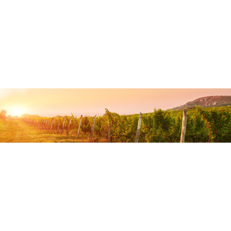 Notre sélection estivale de Vins de Bordeaux | Rives et Vins