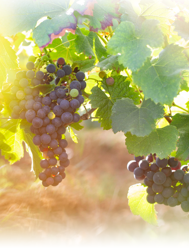 🍇 Les cépages de Bordeaux : tout savoir sur les raisins qui font les grands vins 🍷