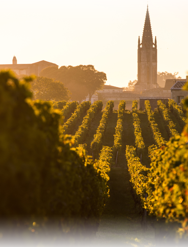 Vin blanc sec, moelleux ou sucré : redécouvrez les vins de Bordeaux